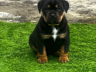 Rottweiler dogs Last 1 Left Chunky Female - Advert 1