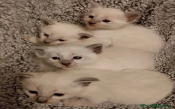 Siamese cats for sale: Absolutely EXCEPTIONAL Snow Kittens - Image 6
