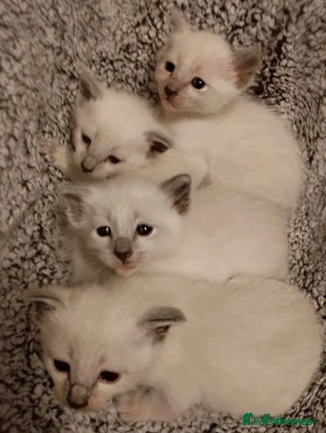 Siamese cats for sale: Absolutely EXCEPTIONAL Snow Kittens - Image 6