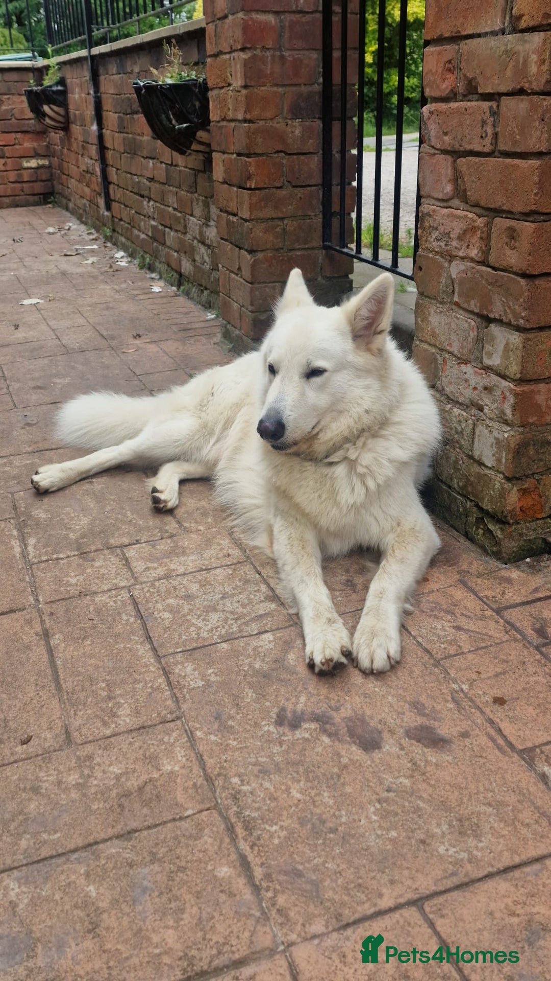 German Shepherd dogs for sale: KC White Long Hair Shepherd Pupp's– Champion Lines - Advert 16
