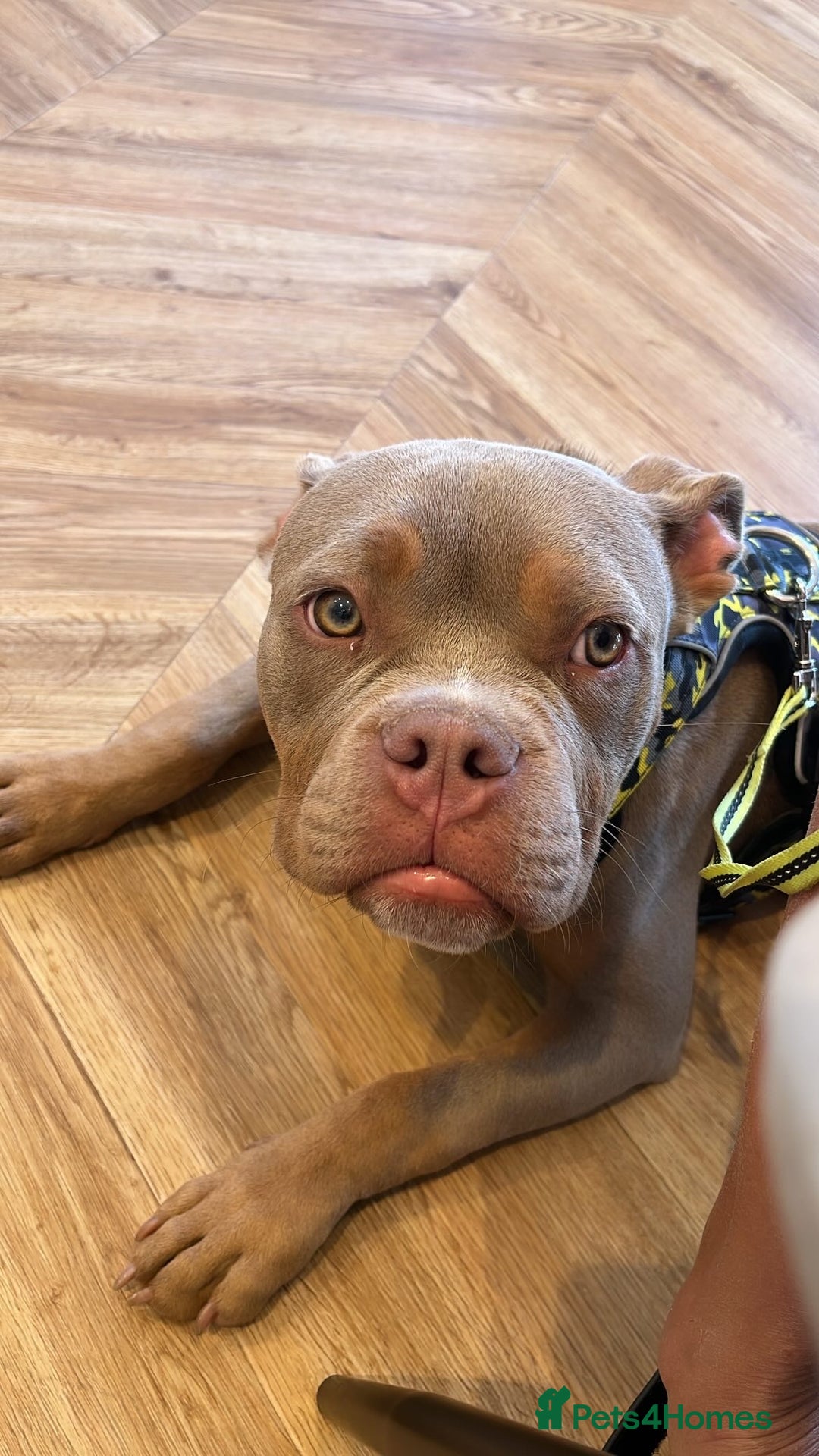 American Bully dogs for sale: Lilac tri Male Pocket bully for rehome - Image 3
