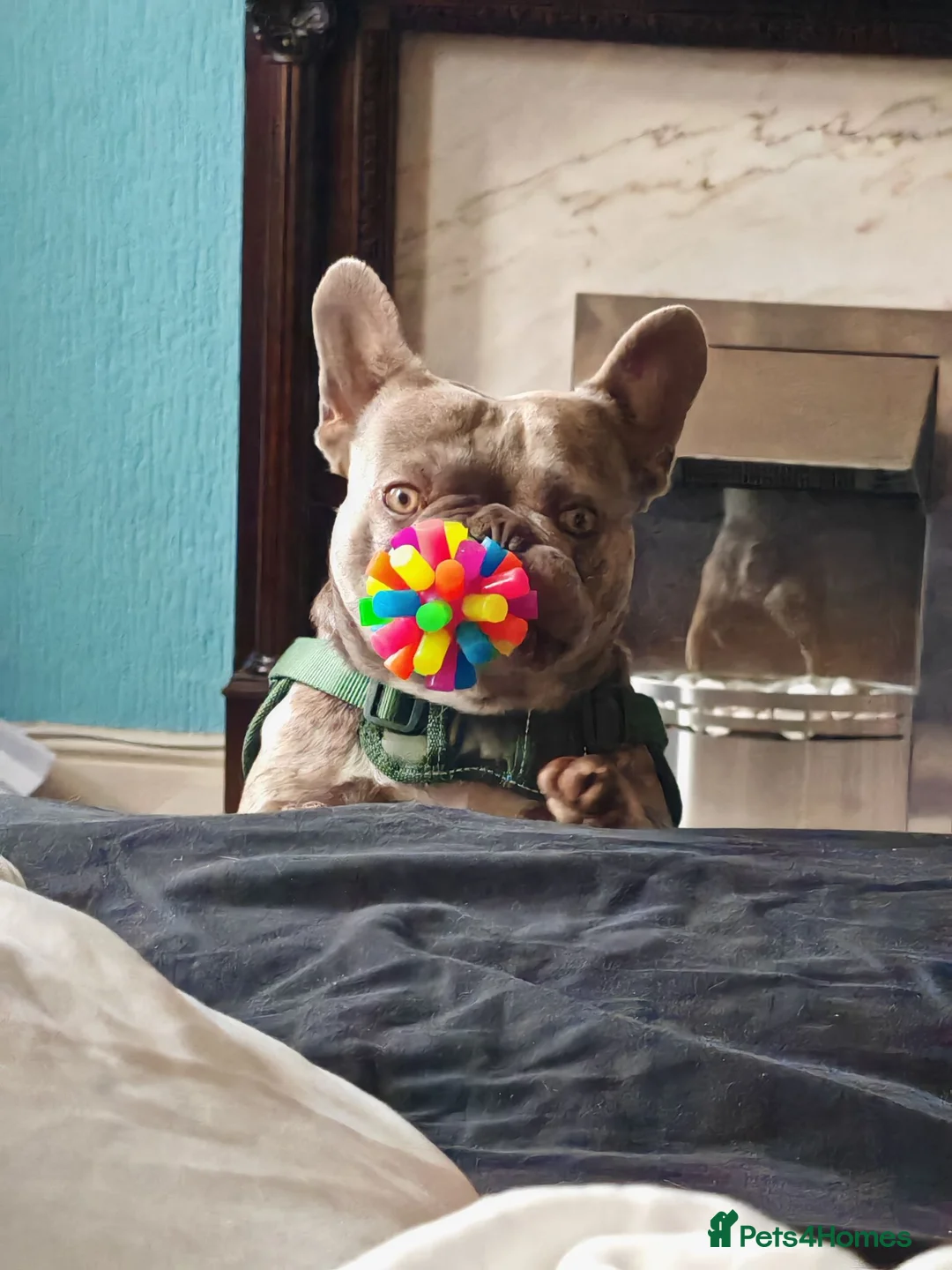 French Bulldog dogs for stud: Louie (VIKKILOUS OPULENT OLIVIER) in Workington - Advert 2