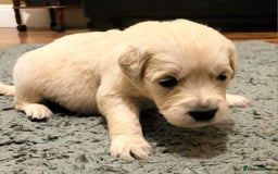 Golden Retriever dogs for sale: Golden Retriever - Advert 9