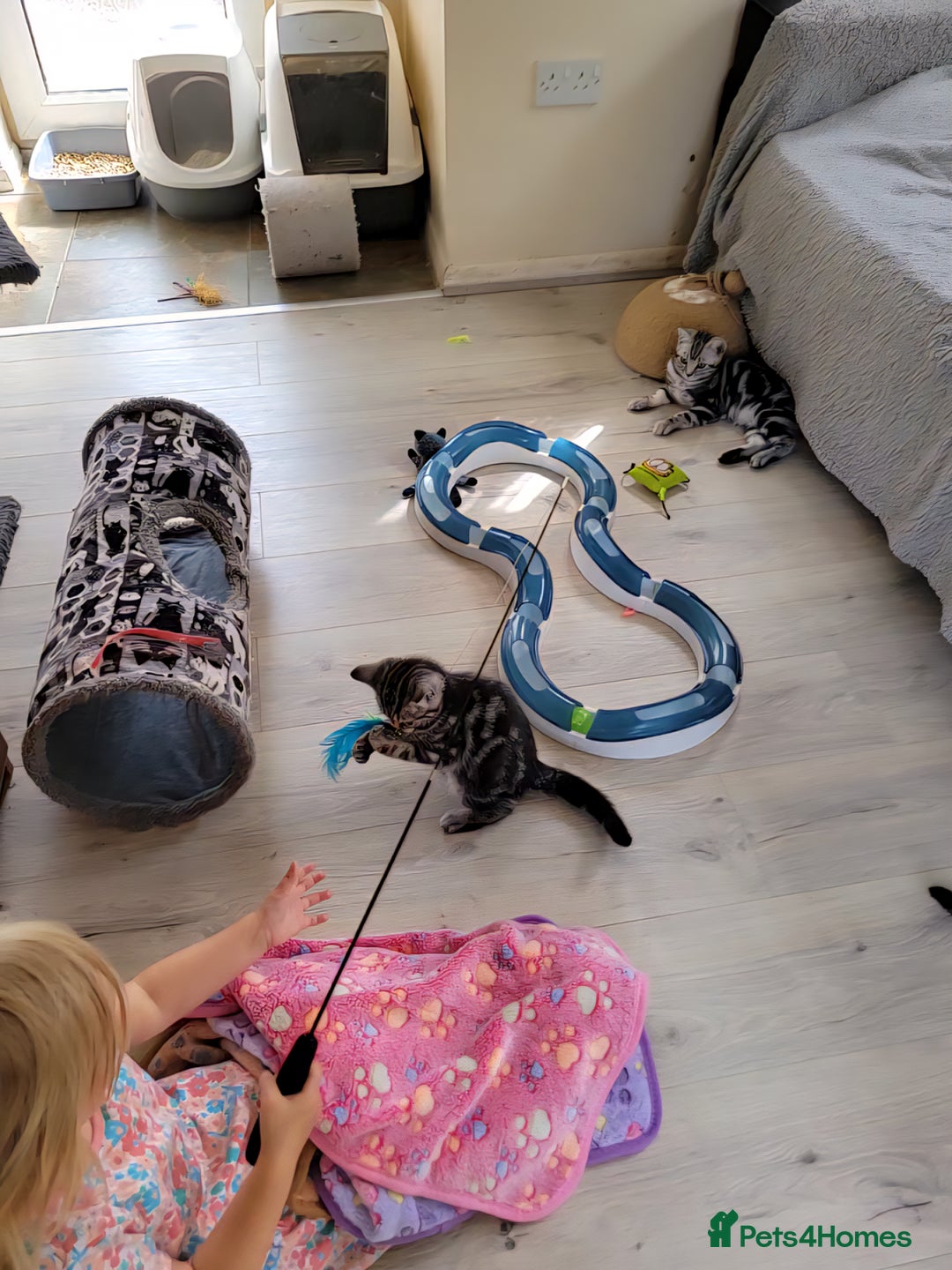 British Shorthair cats for sale: Ready to collect British Shorthair Silver Tabby in Rochester - Image 13
