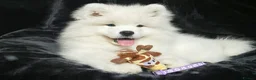 Samoyed dogs for sale: Beautiful Samoyed Puppies from Champion Father - Advert 11