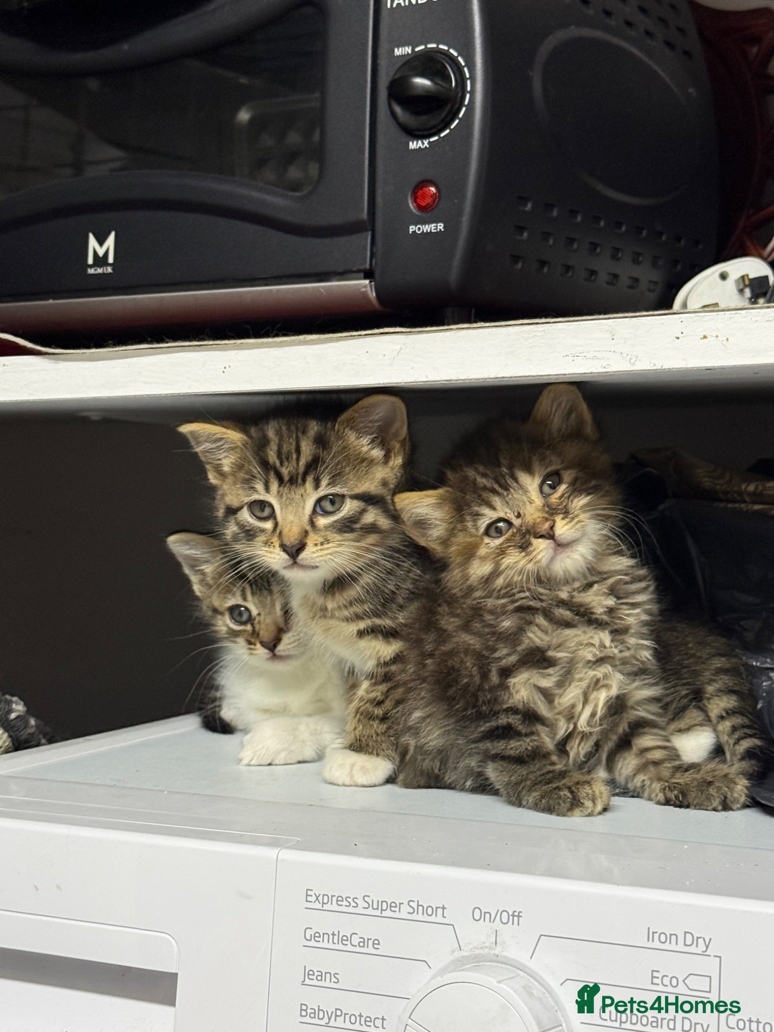 Mixed Breed cats Half bengal kittens  - Advert 1