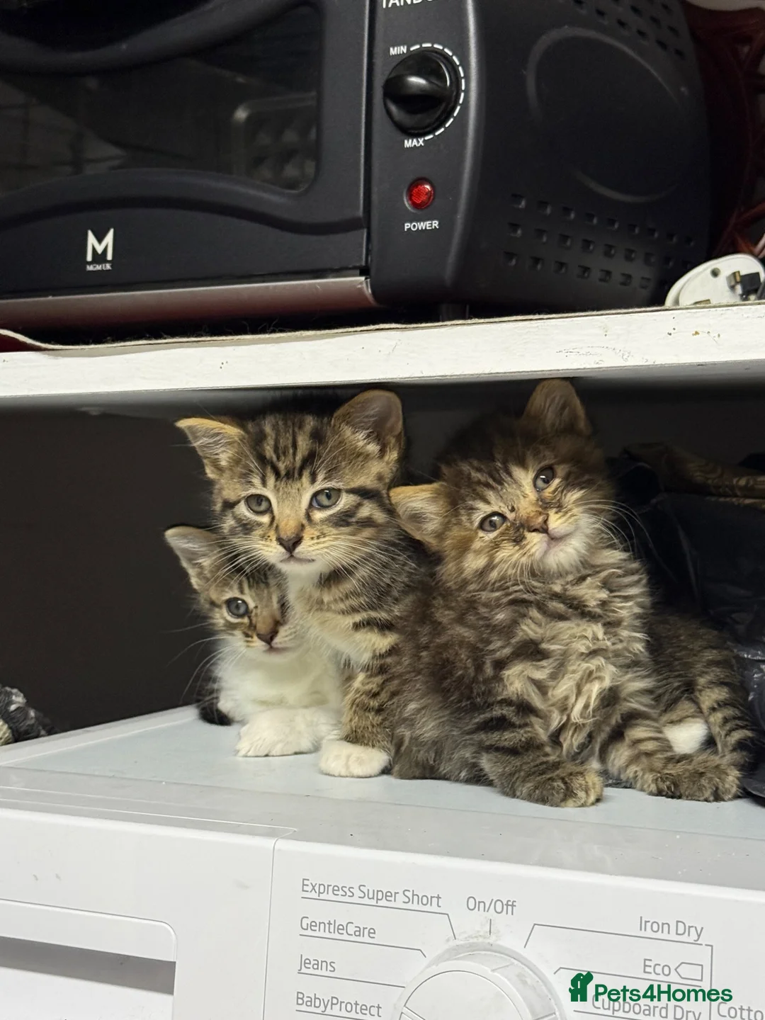 Mixed Breed cats for sale: Half bengal kittens  - Advert 1