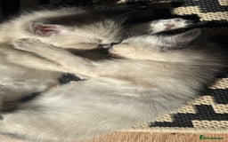 Ragdoll cats for sale: Ragdoll kittens  in Hounslow - Image 9