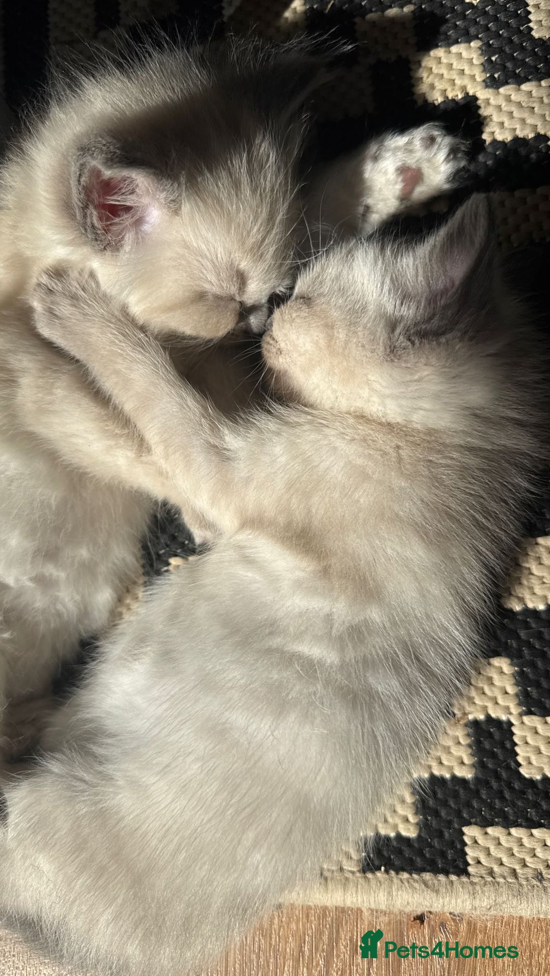 Ragdoll cats for sale: Ragdoll kittens  in Hounslow - Image 9