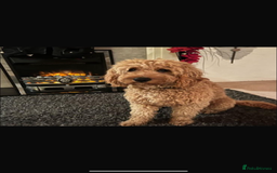 Cavapoo dogs for sale: Cavapoo - Image 3