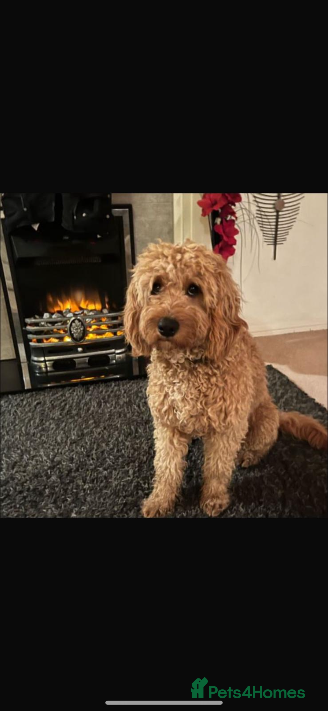 Cavapoo dogs for sale: Cavapoo - Image 3