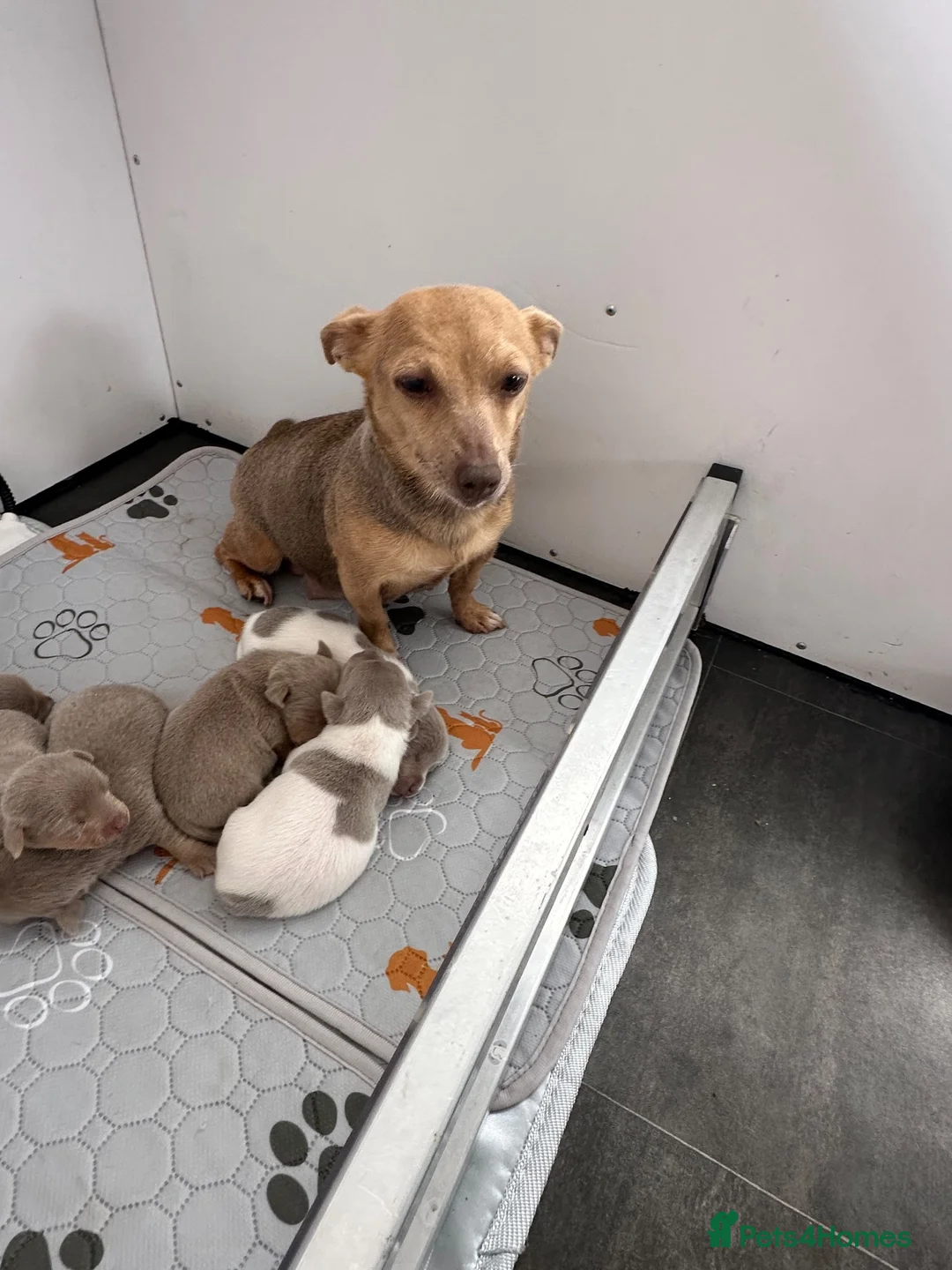 Jack Russell dogs for sale: Jack Russel Puppys small short legged - Advert 1