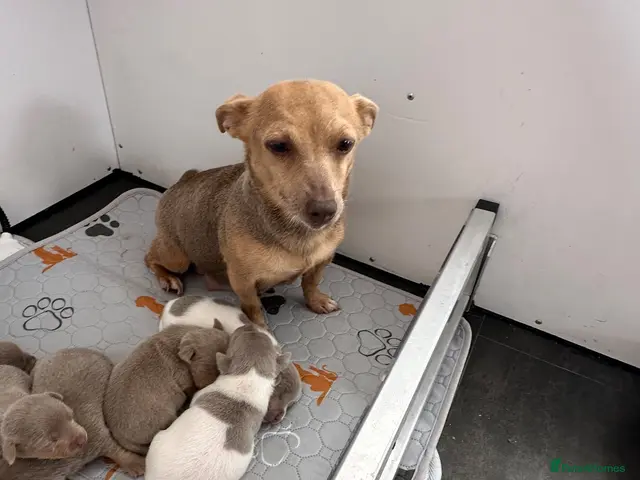 Jack Russell dogs for sale: Jack Russel Puppys small short legged - Advert 3