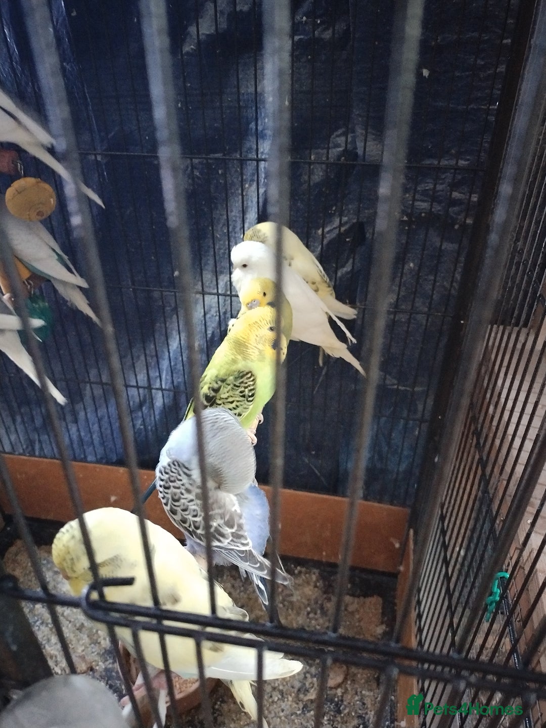 Budgerigars birds for sale: For sale  - Image 4