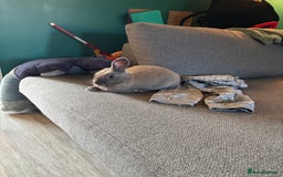 English rabbits for sale: Beautiful grey rabbit for adoption - Image 4