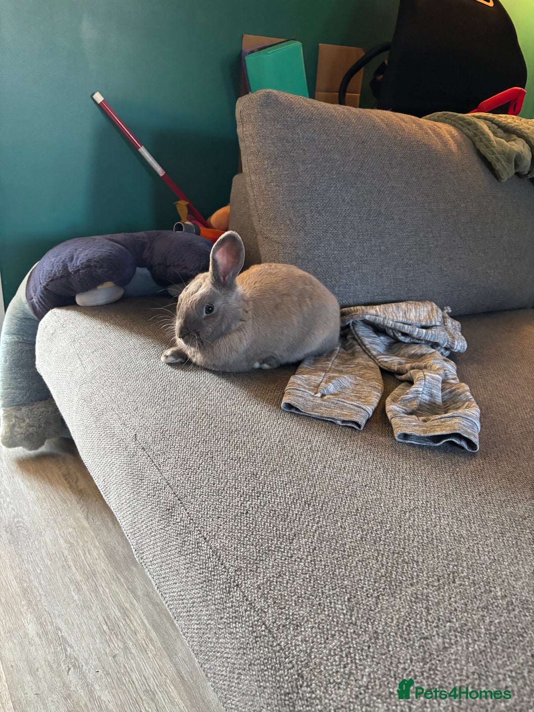English rabbits for sale: Beautiful grey rabbit for adoption - Image 4