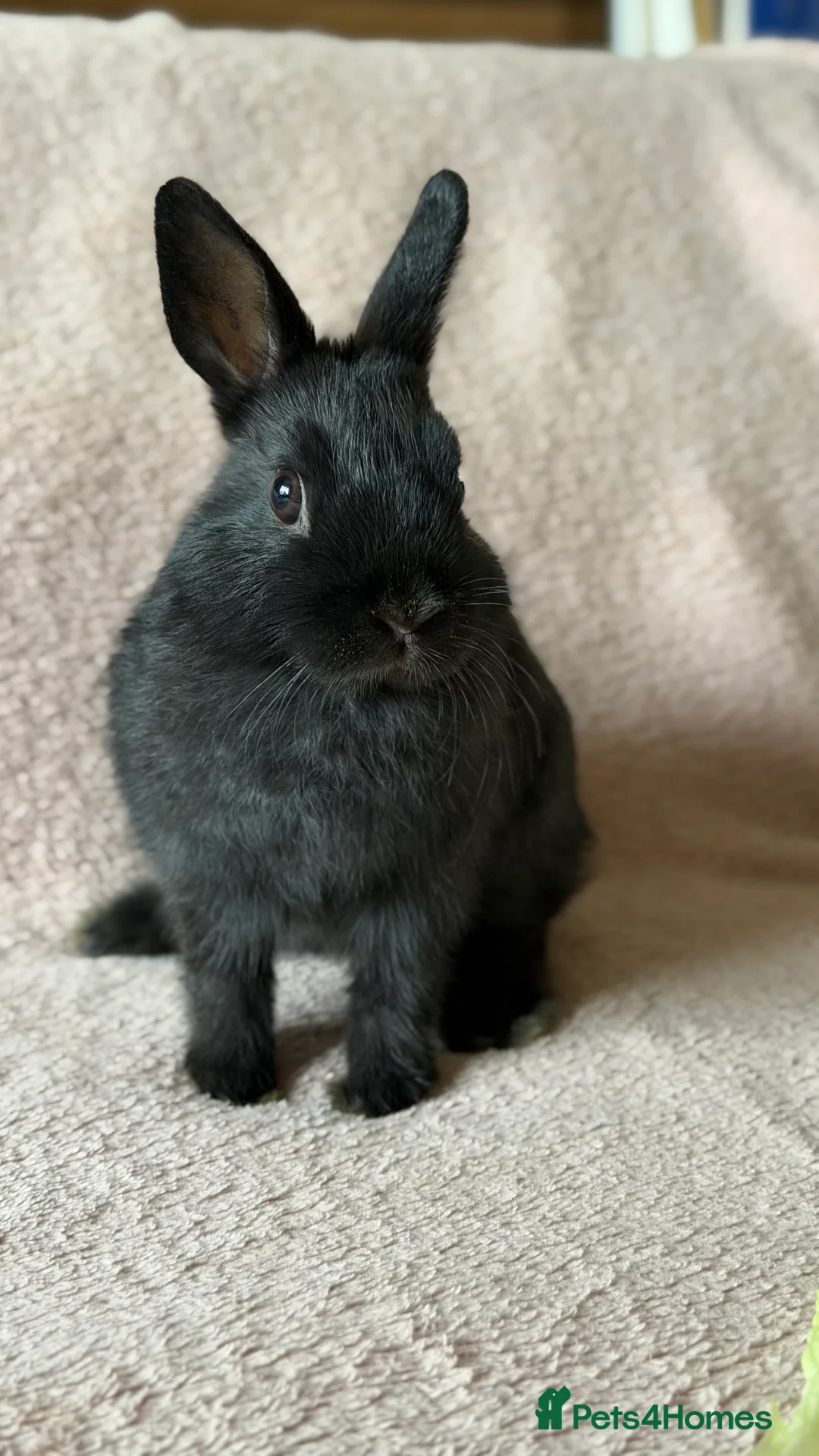 Netherland Dwarf rabbits for sale: Netherland Dwarf - Advert 2