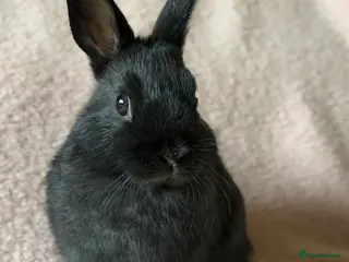 Netherland Dwarf rabbits Netherland Dwarf - Advert 4