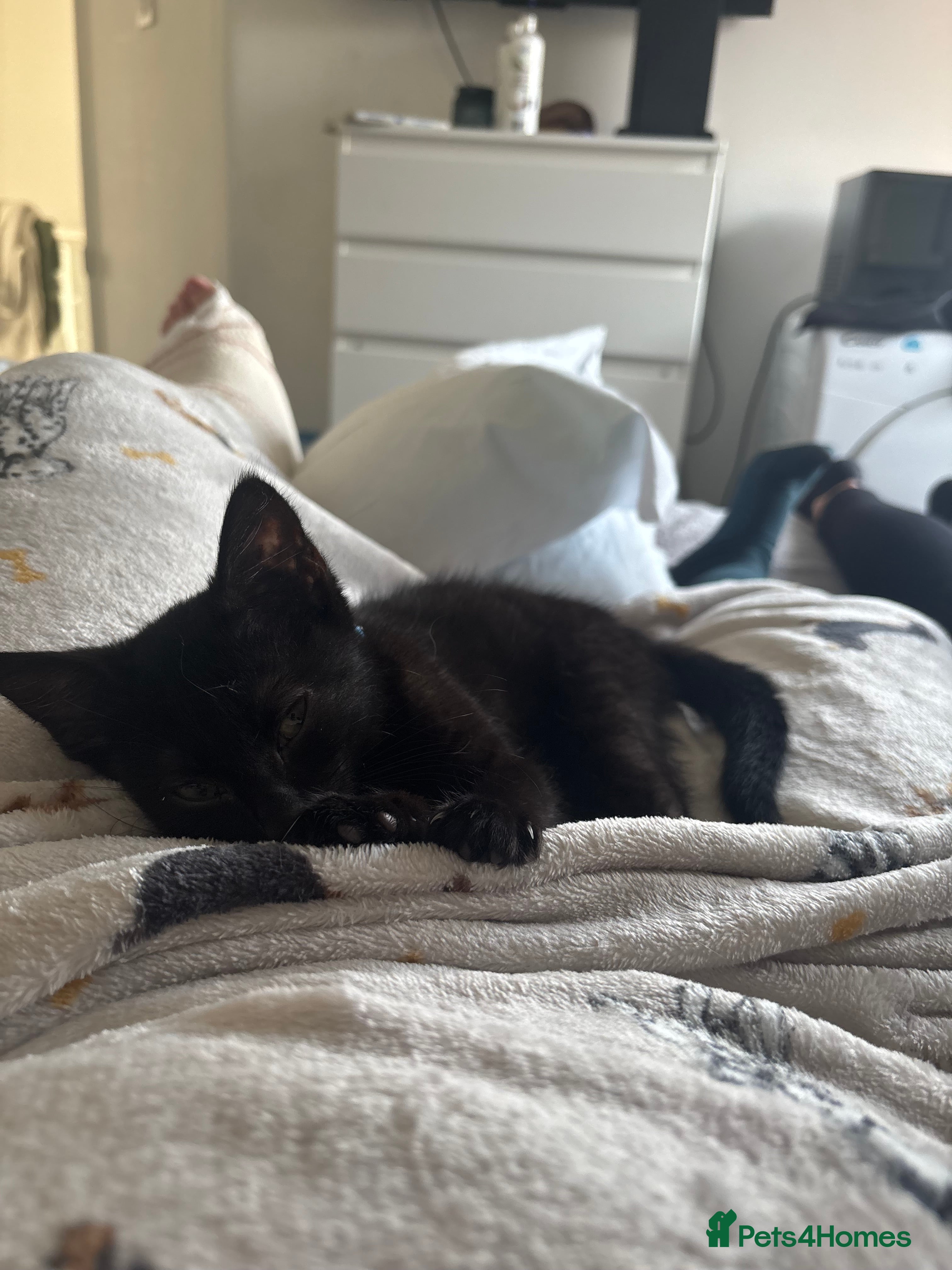 British Shorthair cats 2 black little boys - Advert 16