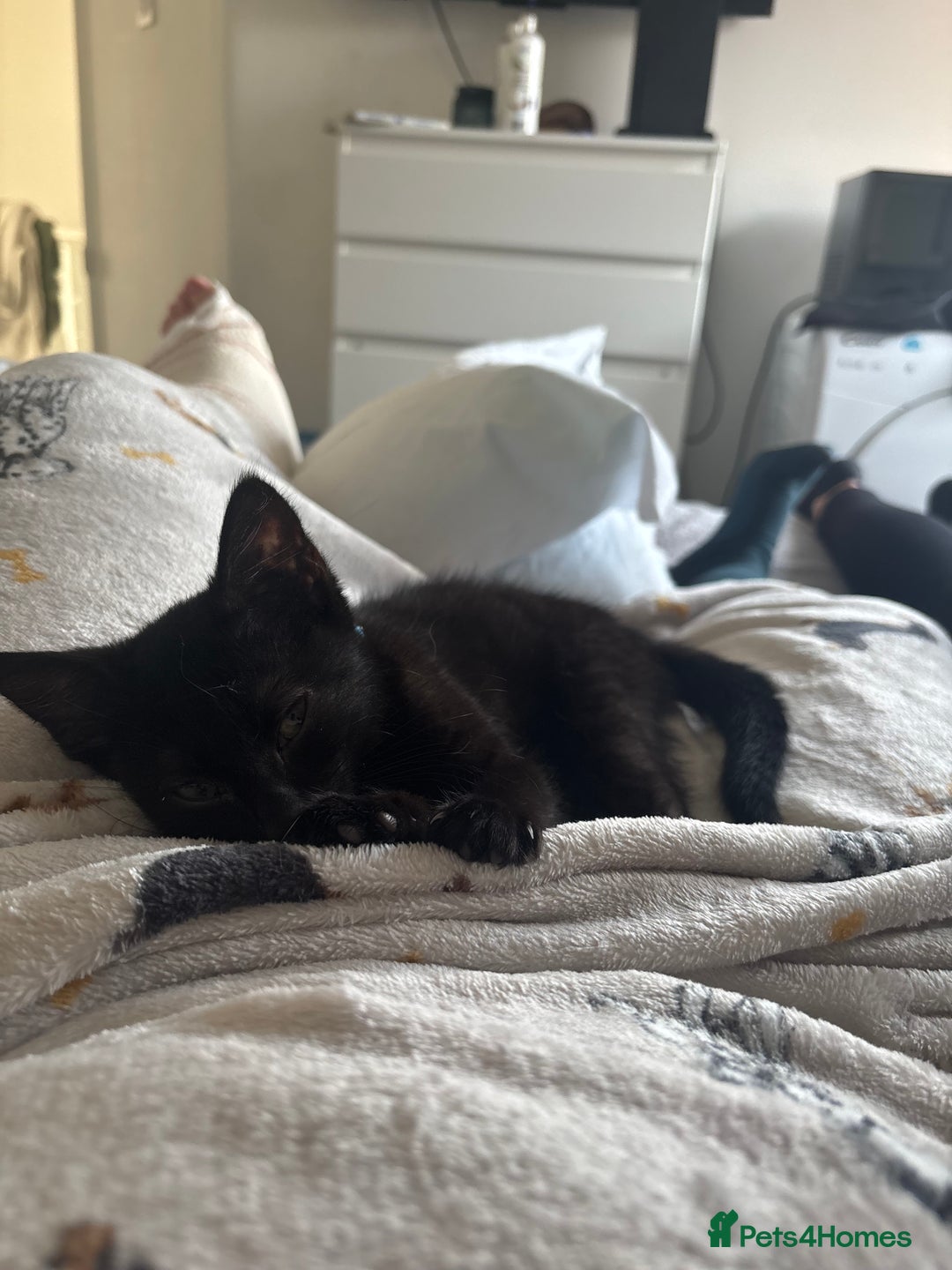 British Shorthair cats for sale: 2 black little boys - Advert 1