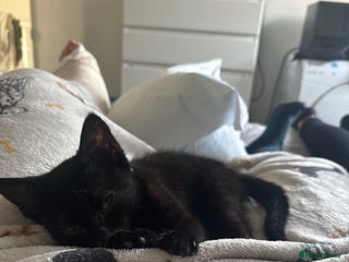 British Shorthair cats 2 black little boys - Advert 6