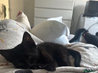 British Shorthair cats 2 black little boys - Advert 16