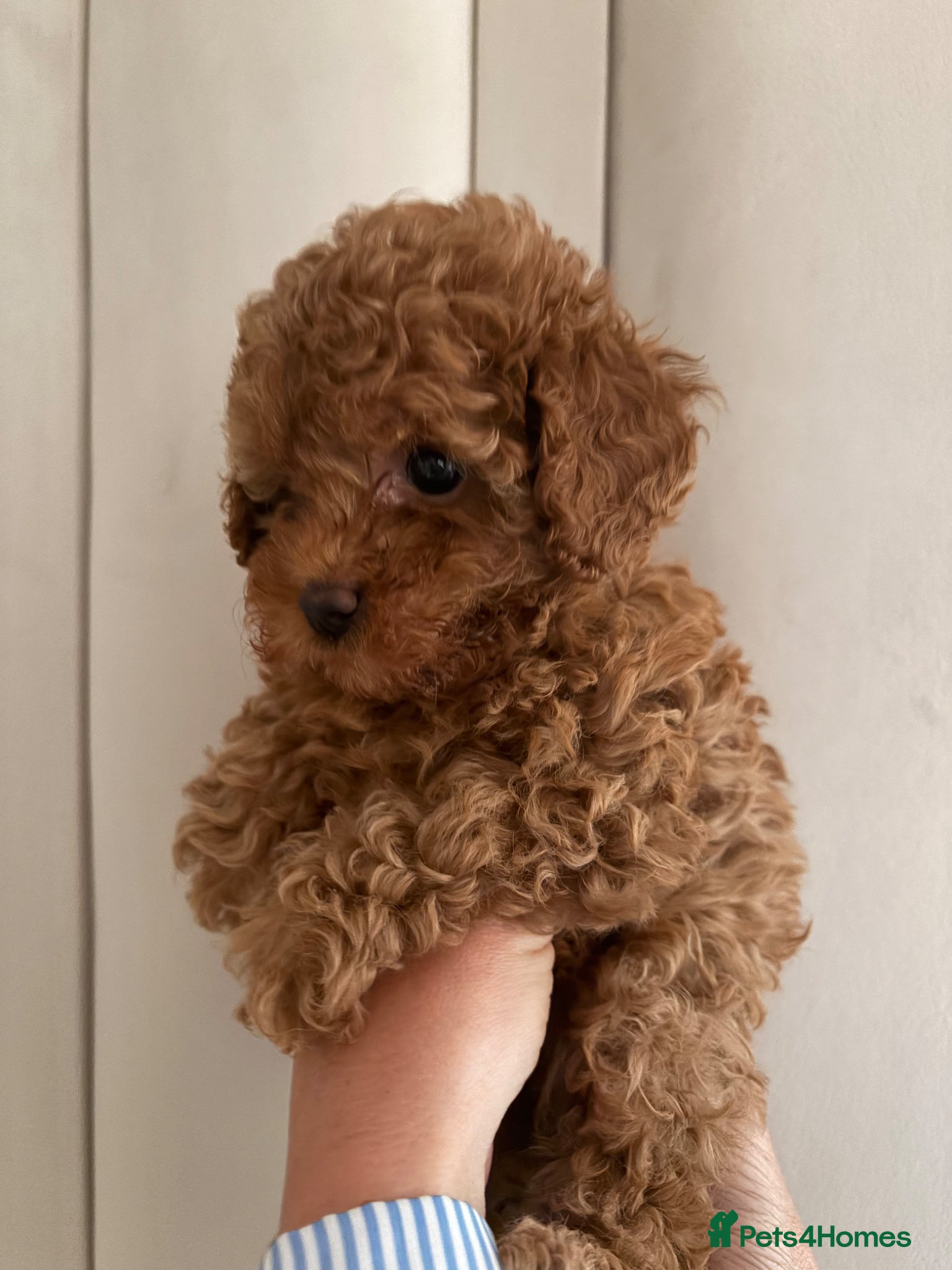 Cavapoo dogs Cavapoo puppies (Extensively health tested) F1b  - Advert 8