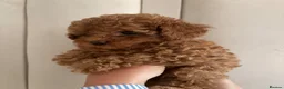Cavapoo dogs for sale: Cavapoo puppies (Extensively health tested) F1b  - Advert 1