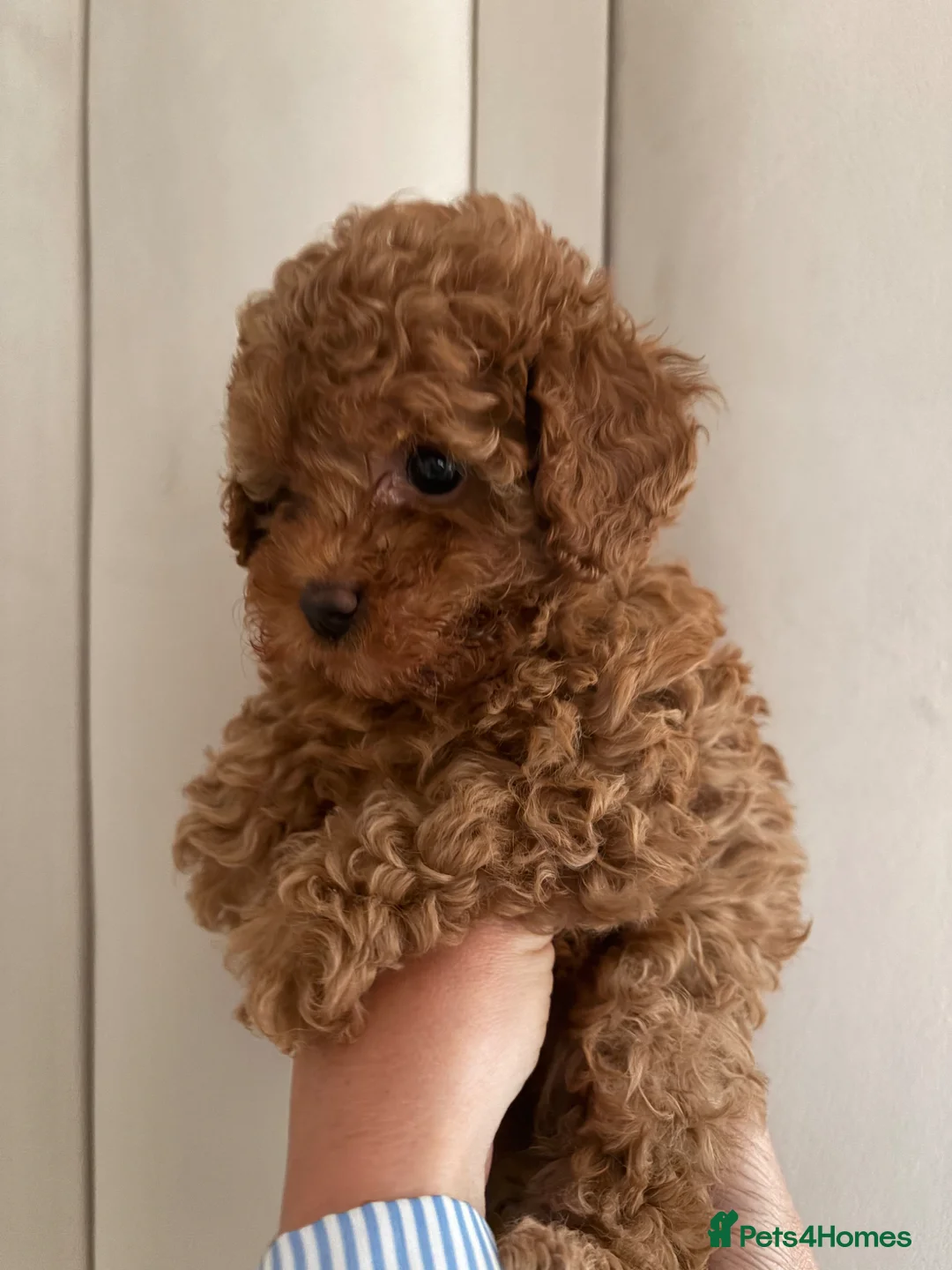 Cavapoo dogs for sale: Cavapoo puppies (Extensively health tested) F1b  - Advert 1