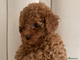 Cavapoo dogs Cavapoo puppies (Extensively health tested) F1b - Advert 8