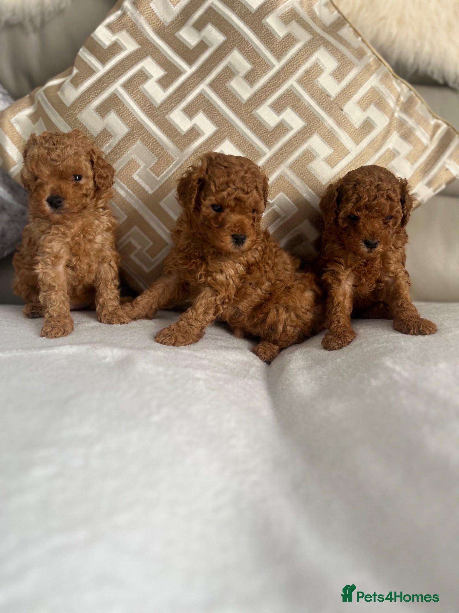Toy Poodle dogs True toy poodle girls PRA clear  - Advert 1