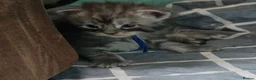 Maine Coon cats for sale: Maine coon kittens  - Advert 16