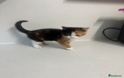 British Shorthair cats for sale: British short hair cross 2 female kittens - Image 5