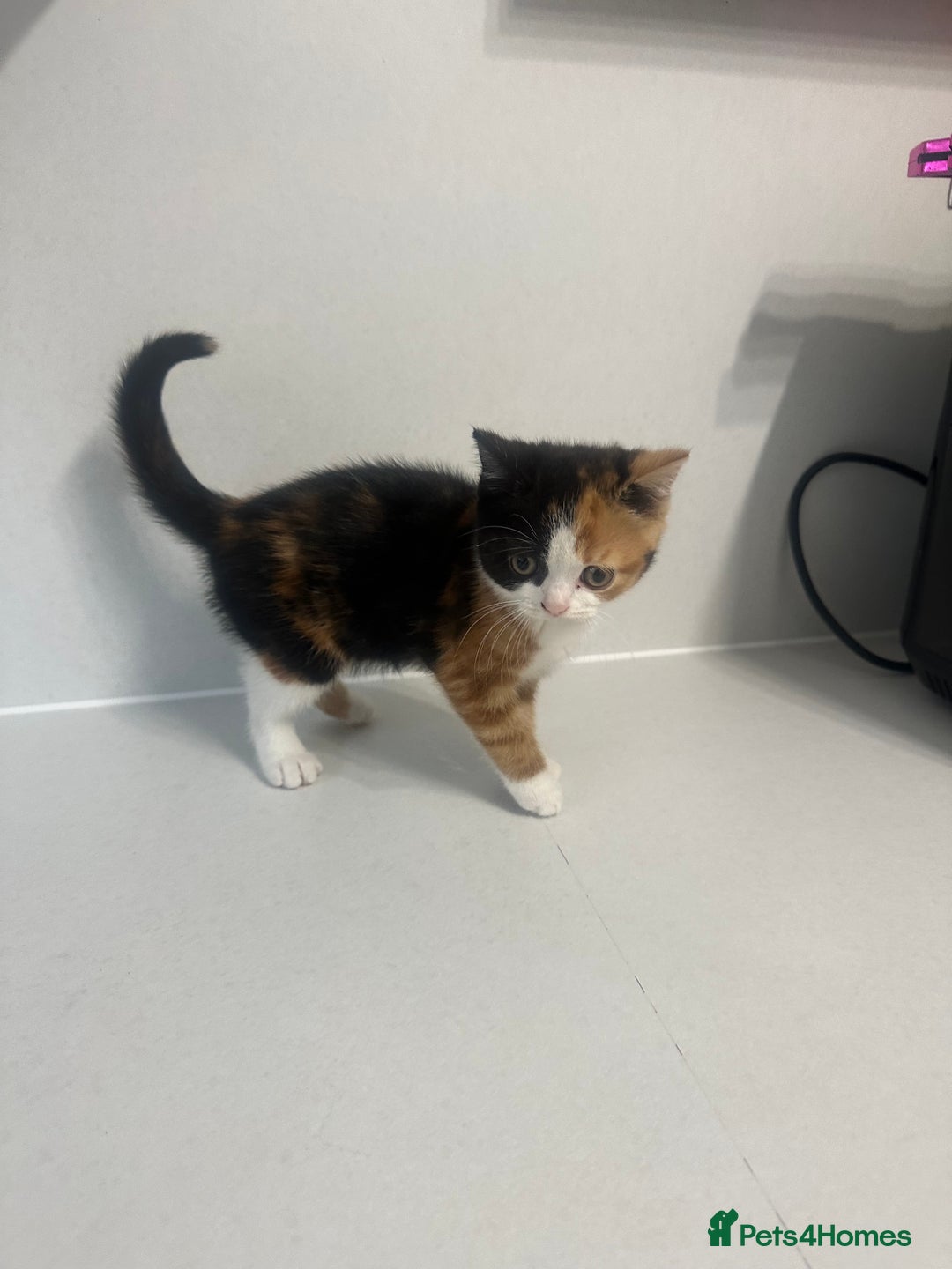 British Shorthair cats for sale: British short hair cross 2 female kittens - Image 5