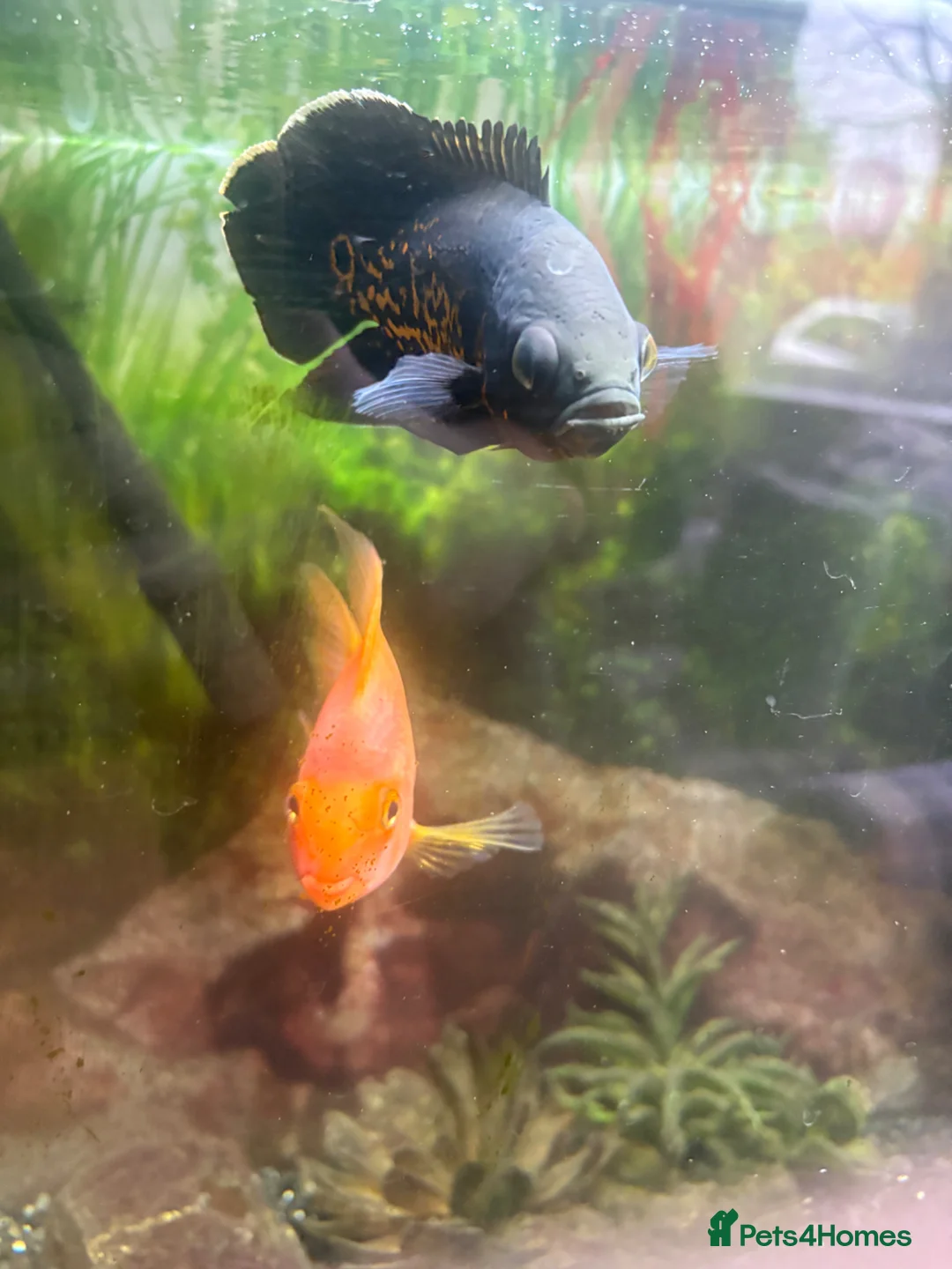 Other/Mixed Breed fish for sale: Fish for sale! in Preston - Advert 2