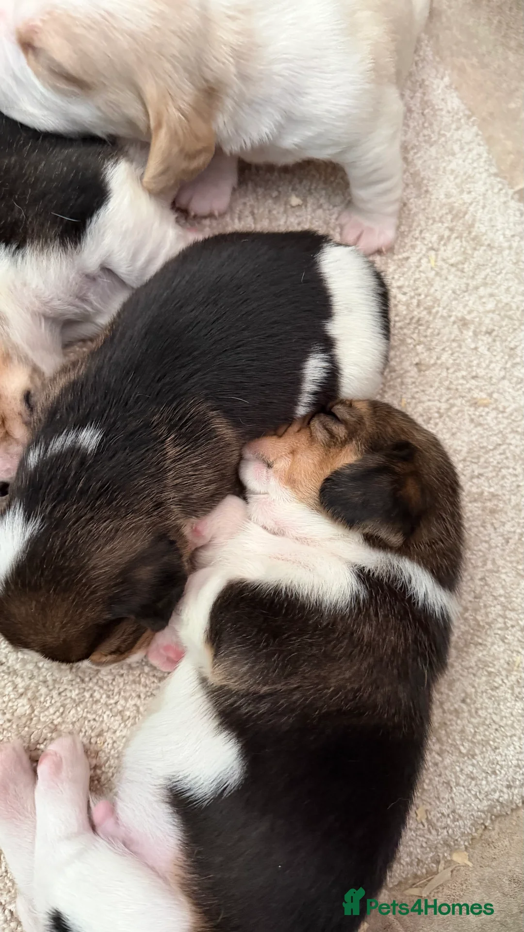 Beagle dogs for sale: Kc registered,,,  show winning beagles  - Advert 1