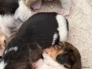 Beagle dogs K reg show winning beagles - Advert 1