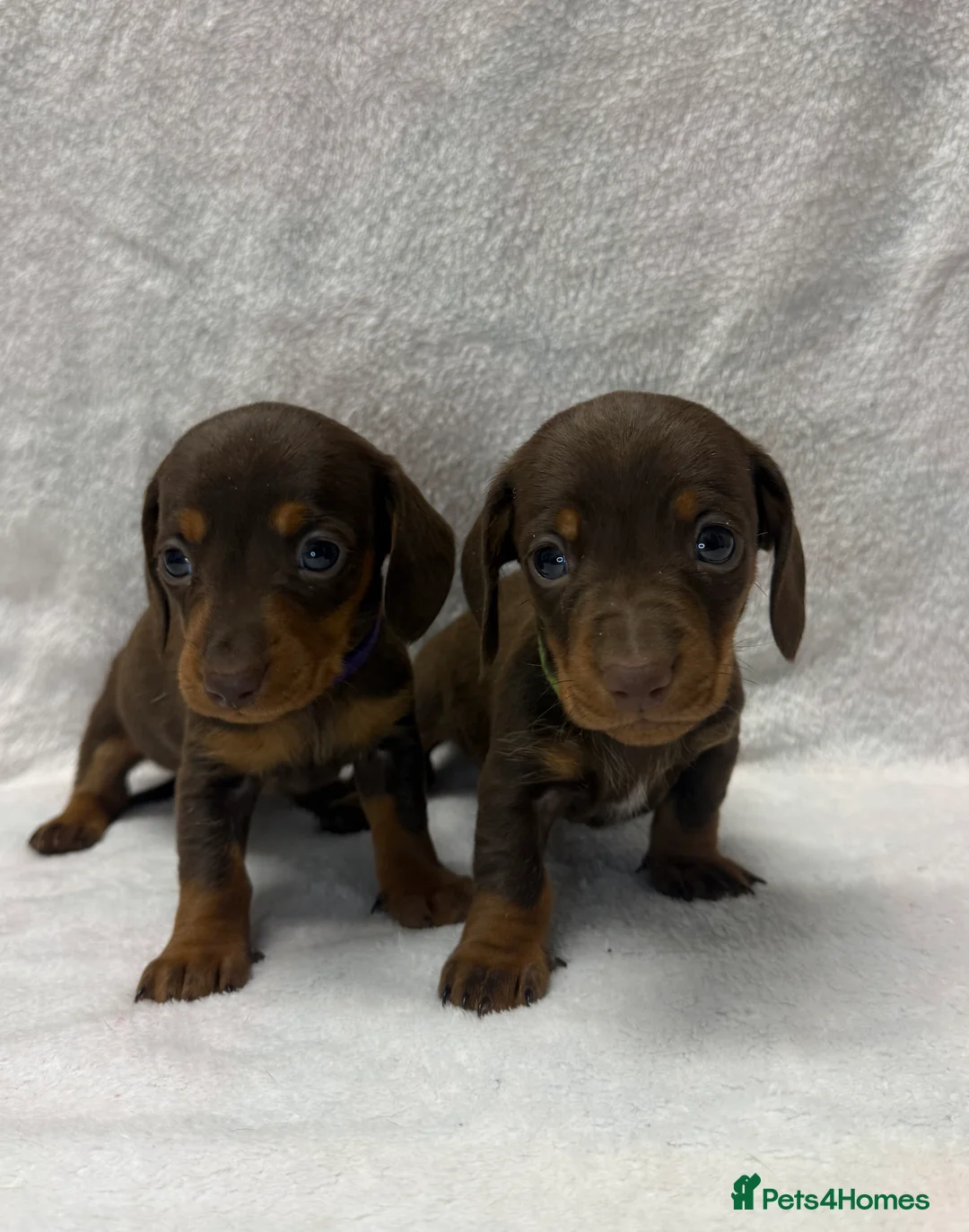Miniature Dachshund dogs for sale: Beautiful KC Miniature Dachshunds Puppies  - Advert 5