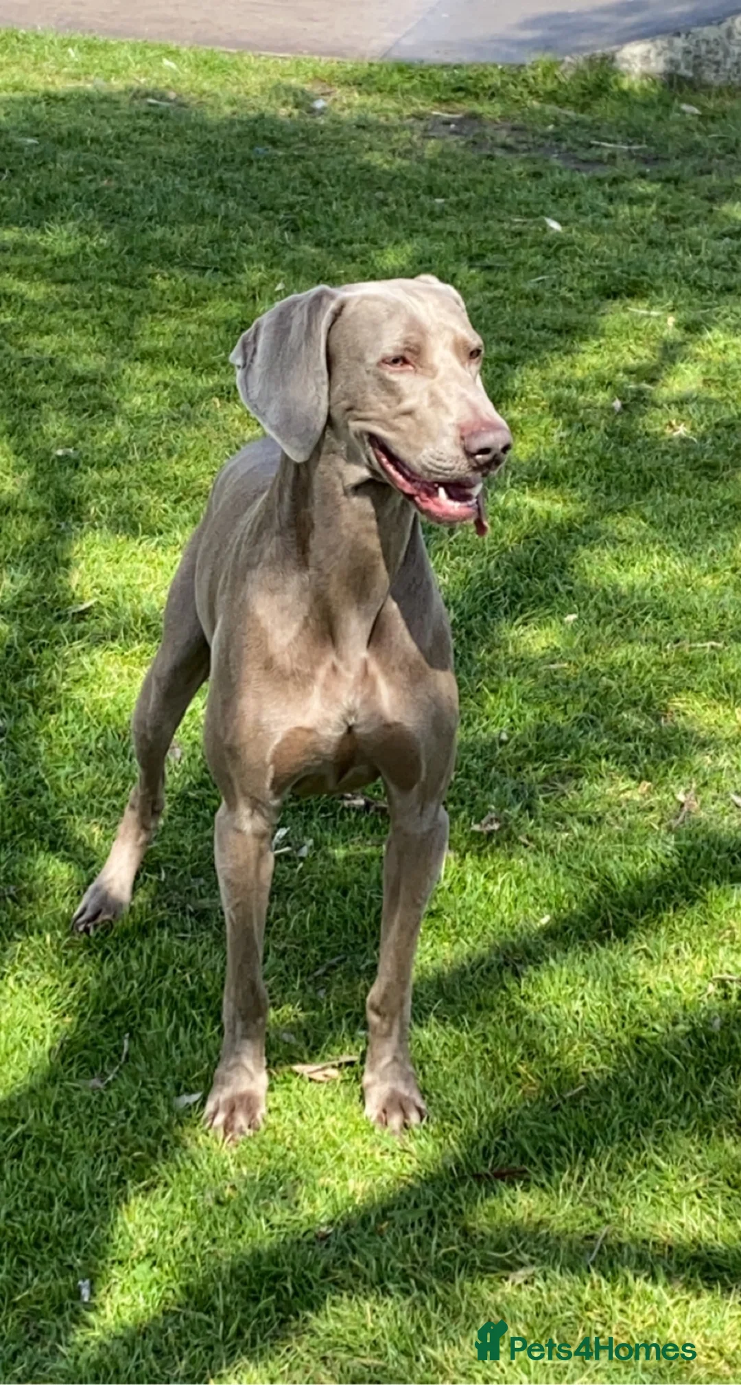 Weimaraner dogs for stud: KING KAISER in Manchester - Advert 4