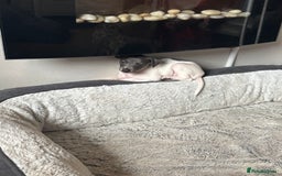 Italian Greyhound dogs for sale: 7/8 Italian greyhound x 1/8 whippet pup for sale  - Image 5