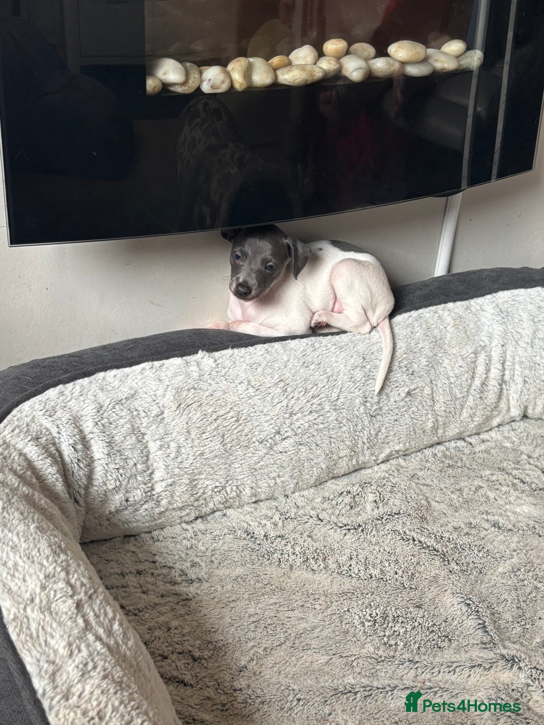 Italian Greyhound dogs for sale: 7/8 Italian greyhound x 1/8 whippet pup for sale  - Image 5