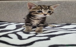Mixed Breed cats for sale: Beautiful Tabbies and Black kittens - Image 6