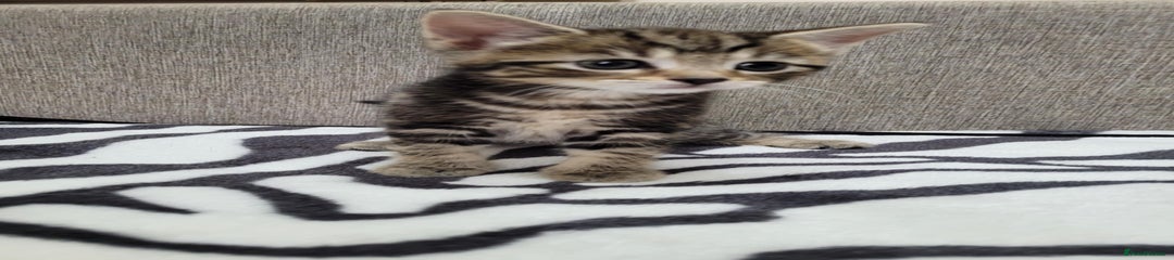 Mixed Breed Kitten 2