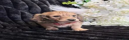 Miniature Dachshund dogs for sale: Stunning kc reg miniture dachshund in Deal - Advert 25