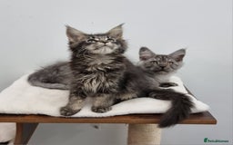 Maine Coon cats for sale: Pedigree GCCF Maine Coon Kitten available  - Image 7