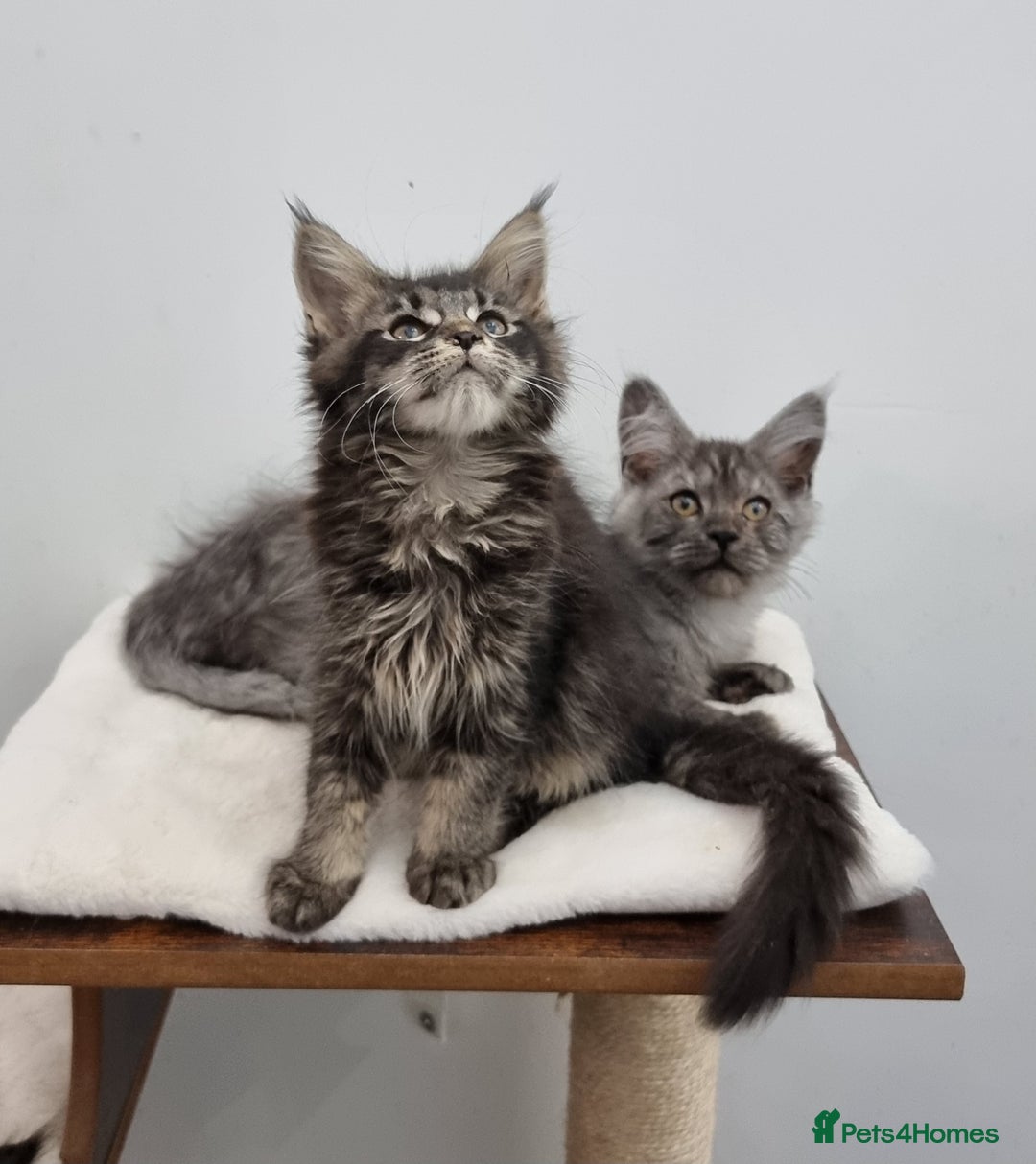 Maine Coon cats for sale: Pedigree GCCF Maine Coon Kitten available  - Image 7