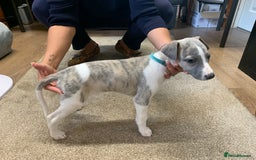 Whippet dogs for sale: Beautiful K.C Registered Whippet pups for sale  - Image 8