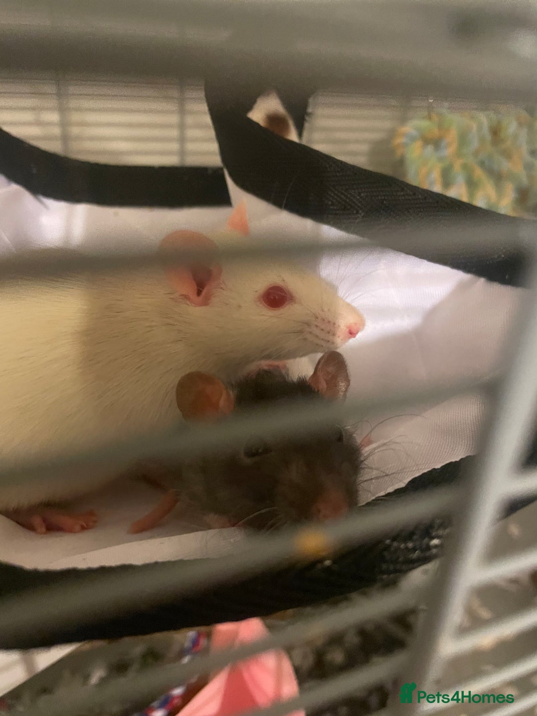Rat rodents for sale: Female rats - Image 2