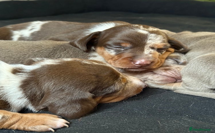 Miniature Dachshund dogs - Advert 1
