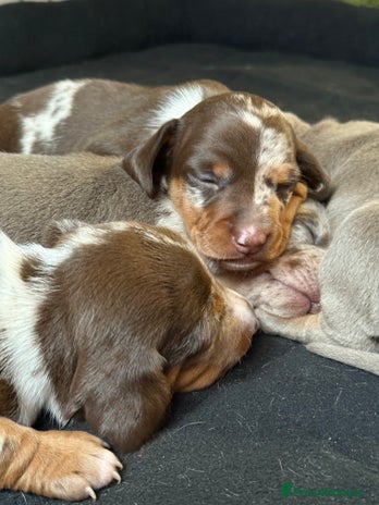 Miniature Dachshund dogs - Advert 14